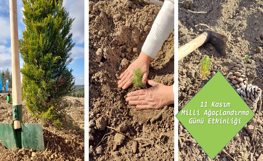 National Afforestation Day